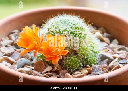 Small potted Rebutia cactus plant blooming with orange flowers growing in a terracotta pot on the windowsill Stock Photo