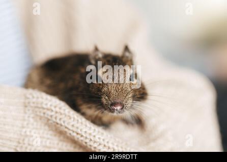 Young girl playing with cute chilean degu squirrel.  Cute pet sitting on woman's hand Stock Photo