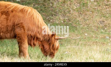 A brown Scottish Highlander cow stands leisurely, chewing on grass, at the Mookerheide nature reserve in the province of Limburg, the Netherlands. Stock Photo