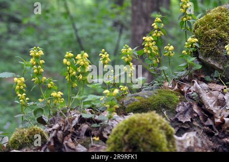 Spring in the wild in the woods yellow deaf nettle (Lamium galeobdolon) blooms Stock Photo