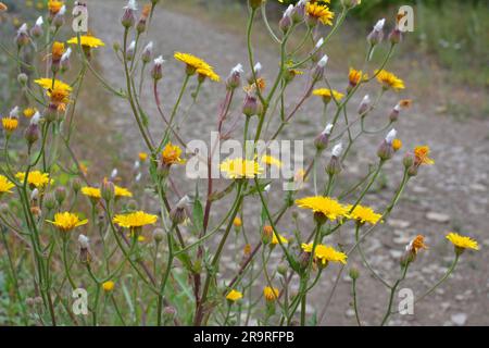 Crepis foetida grows in the wild in summer Stock Photo