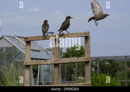 Young Starling taking off from trellis on an allotment Stock Photo