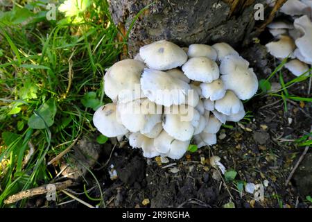 Mushrooms growing in June after spores were released from a dead tree after some bark came away Stock Photo