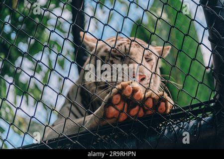 Close up shot of white tiger paws on metal fence. Tiger animal in safari park, endangered cat species Stock Photo