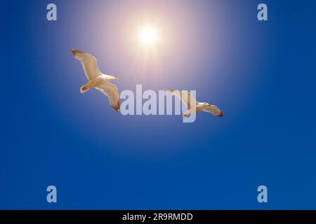 WILDLIFE PHOTOGRAPHY: Herring Gulls (lat: Larus argentatus) in flight against clear blue sky Stock Photo