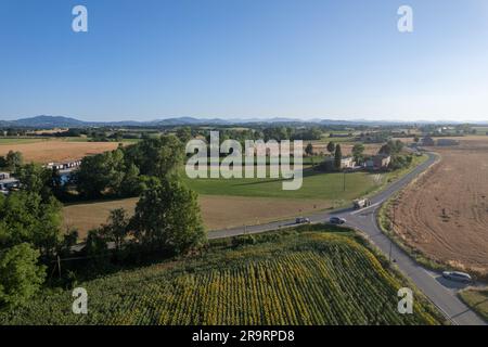 Top aerial view flying over sunflower plantation field just before sunset. Seasonal agriculture drone shots. Stock Photo