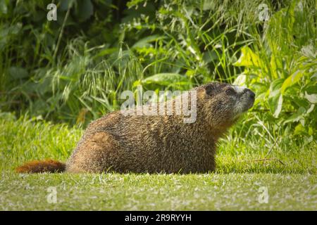 A yellow bellied marmot rests on the grass of a golf course in Twin Falls, Idaho. Stock Photo