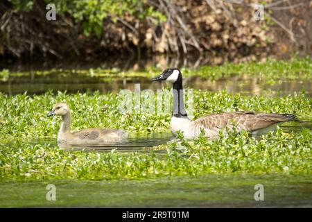 A canadian goose and her gosling swim in the grassy filled water near Hagerman, Idaho in thousand springs park. Stock Photo