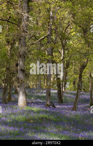 Dappled Morning Sunlight on a Carpet of Native Bluebells (Hyacinthoides Non-scripta) Beneath the Oak Trees in Kinclaven Bluebell Wood, Perthshire Stock Photo