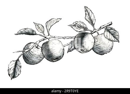 Some ripe apples dangling gracefully from a leafy tree branch. Traditional ink illustration on paper. Stock Photo