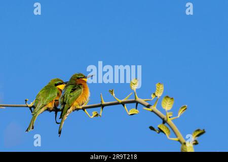 Zambia, South Luangwa NP. Little bee-eater (WILD: Merops pusillus) Stock Photo