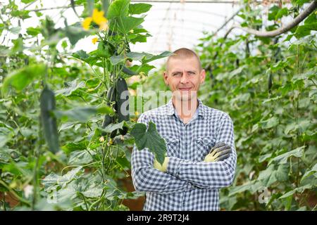 Portrait of contented greenhouse owner next to a cucumber harvest Stock Photo