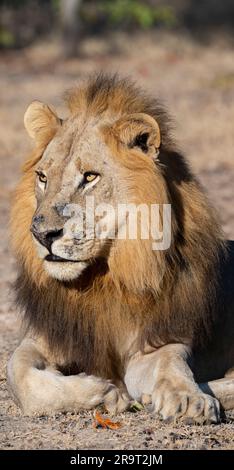 Zambia, South Luangwa NP. Male lion (WILD: Panthera leo) Stock Photo