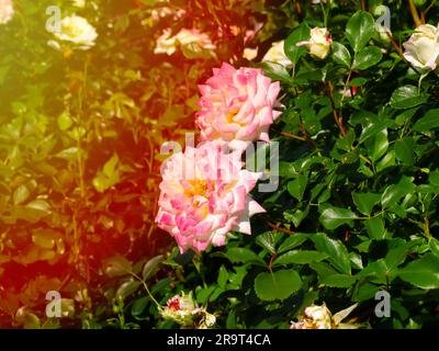 2 colors white and pink Rosa Peace in bloom. Rosa 'Gloria Dei' Stock Photo