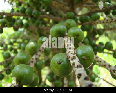 A low angle shot of unripe acai fruits growing on branches Stock Photo