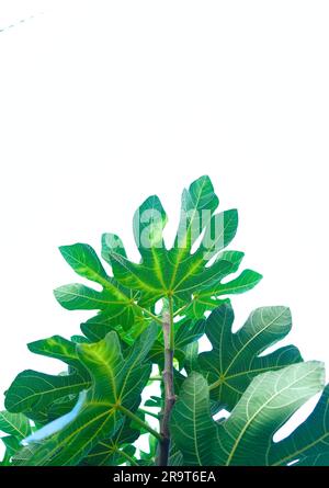 Fresh green leaves of fig tree isolated against off-white sky in background. Stock Photo