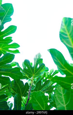 Fig tree leaves isolated on pale white sky background, natural frame. Stock Photo