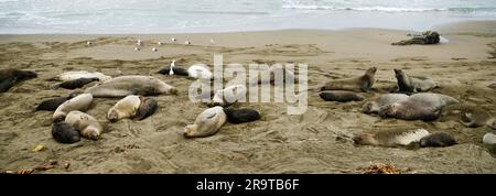 Herd Of Sea Lions Lying And Resting On Rocky Coastlines At Monterey Bay herd-of-sea-lions-lying-and-resting-on-rocky-coastlines-at-monterey-bay