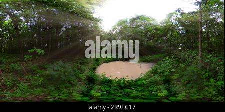 Small swamp in forest with sun beams shining through trees Stock Photo