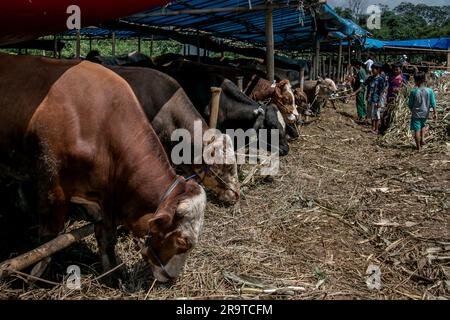 Children feed cows at a livestock market in Bogor, West Java, Indonesia, on June 26, 2023 Stock Photo