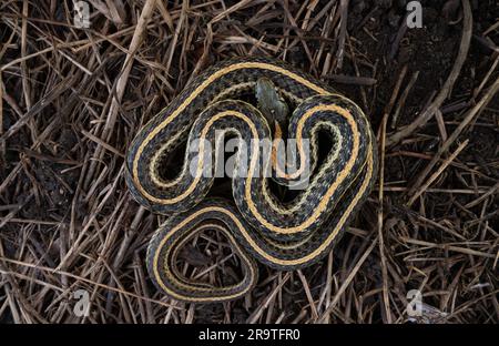 A gravid adult female Plains Gartersnake (Thamnophis radix) from Jefferson County, Colorado, USA. Stock Photo