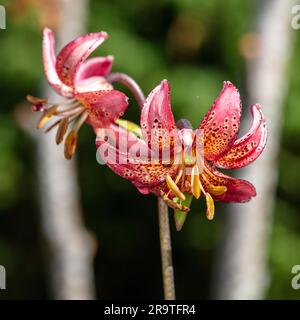 'Manitoba Morning' Martagon lily, Krollilja (Lilium martagon) Stock Photo