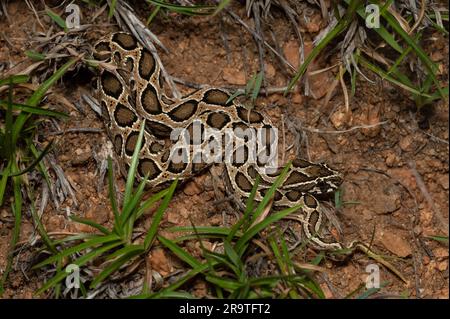 A juvenile Russell's Viper (Daboia russelii) from the Deccan Plateau in Karnataka, India. Stock Photo