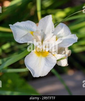 'Snow Queen' Siberian Iris, Strandiris (Iris sibirica) Stock Photo