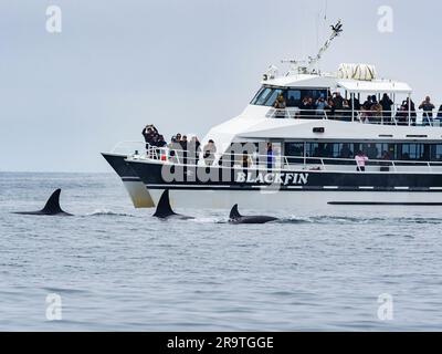A pod of transient killer whales, Orcinus orca, near a whale watching boat in Monterey Bay Marine Sanctuary, California. Stock Photo
