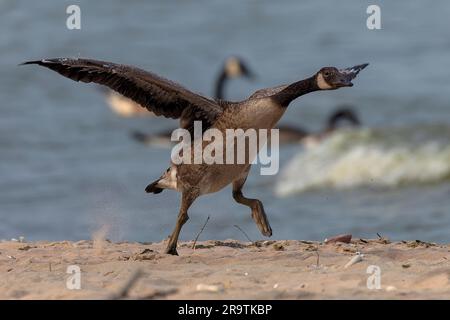 The young Canadian geese, which cannot yet fly, run on the beach of the lake Michigan with outstretched, flapping wings Stock Photo
