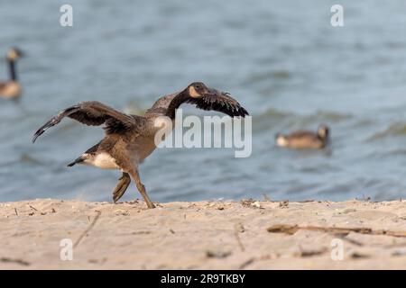The young Canadian geese, which cannot yet fly, run on the beach of the lake Michigan with outstretched, flapping wings Stock Photo