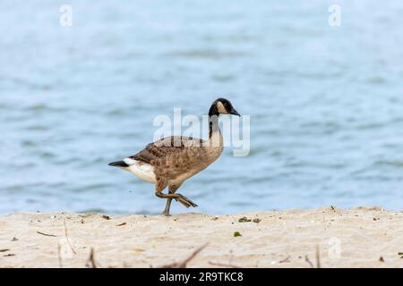 The Canada goose. Young Canada goose (Branta canadensis) walking on the beach of the lake Michigan Stock Photo