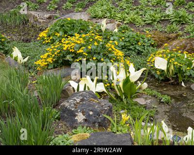 White Skunk Cabbage, Lysichiton camtschatcensis Stock Photo