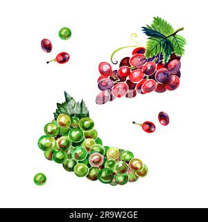 Watercolor brush of green and red grapes Stock Photo