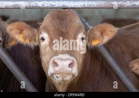 Limousin cow. The Limousin cattle breed is the most common breed of cattle fed in feedlots in Spain Stock Photo