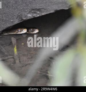 Two cobra snakes watching from inside a water pit  in a wildlife sanctuary Stock Photo