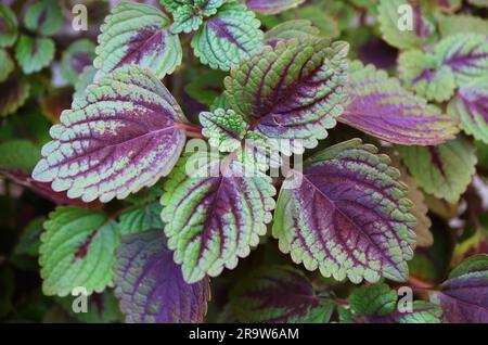 Closeup of Vivid Colored Variegated Leaves of Coleus Plant in the Garden Stock Photo