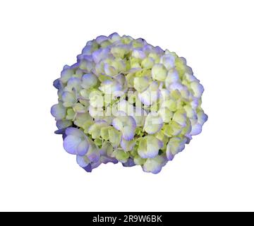 Closeup of Gorgeous Blossoming Pastel Blue Hydrangea on white background Stock Photo