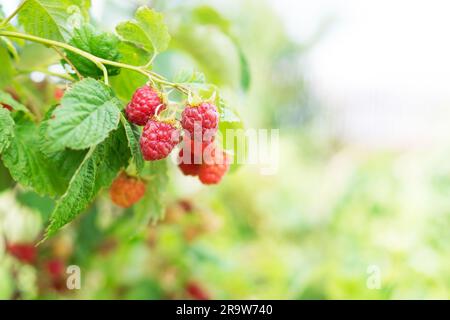 Branch of ripe raspberries on the bush in the fruit garden. Fresh healthy red berries. Growing organic berries. Natural vitamins. Close-up. Copy space Stock Photo