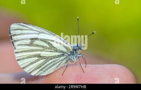 Aporia crataegi butterfly on hand macro shot 02 Stock Photo