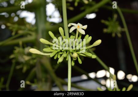 Papaya flower or pawpaw flower are booming. Stock Photo