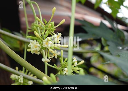 Papaya flower or pawpaw flower are booming. Stock Photo