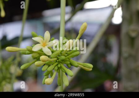 Papaya flower or pawpaw flower are booming. Stock Photo