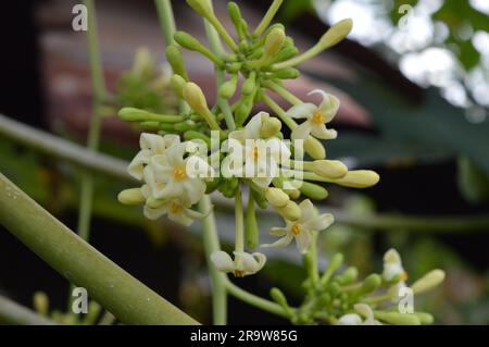 Papaya flower or pawpaw flower are booming. Stock Photo