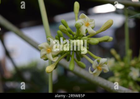 Papaya flower or pawpaw flower are booming. Stock Photo