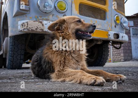 A dog in front of an old bus in Yerevan, Armenia Stock Photo