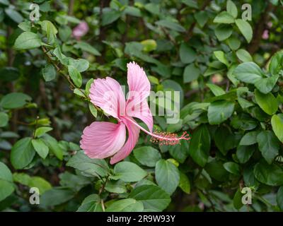 Closeup view of delicate pink hibiscus rosa sinensis flower isolated on natural background Stock Photo