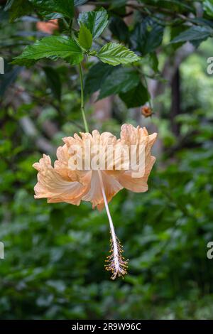 Closeup view of fresh light orange and white hibiscus rosa sinensis flower isolated outdoors in tropical garden Stock Photo
