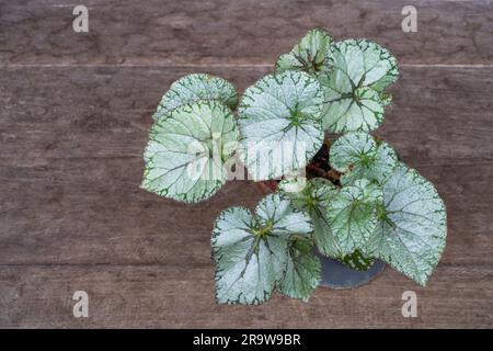 Closeup view of beautiful rhizomatous begonia rex with silver white and green leaves isolated outdoors on wooden table Stock Photo