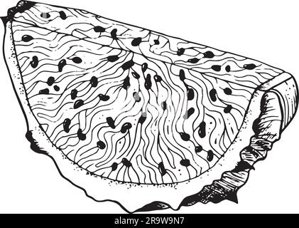 Pitaya dragon fruit slice in detailed black white outline style illustration. Exotic tropical plant for textile, fabric Stock Vector